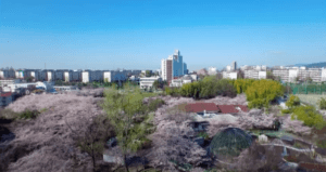 UR都市機構　男山団地　桜